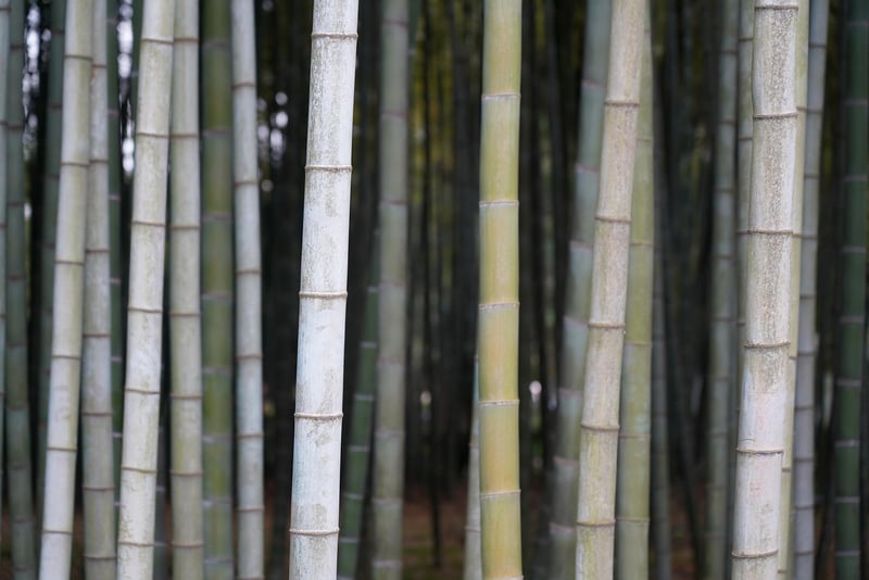 Bamboo Vase